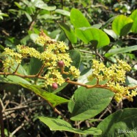 Ziziphus rugosa Lam.